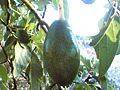 Aguacate