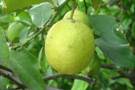 Limón para champú para cabello graso