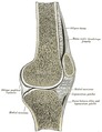 Ejercicios de movilidad articular