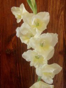 Gladiolo blanco para ritual de amor