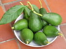 Palta