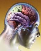 Dieta para el cerebro
