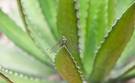 aloe vera sabila