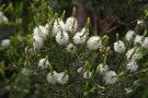 Melaleuca alternifolia