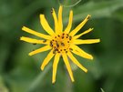 arnica montana