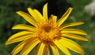 Arnica