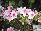 Flores de azaleas