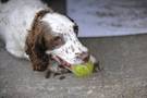 Pelota de tenis