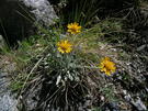 Senecio