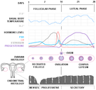 Menstruación