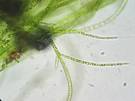 alga verde