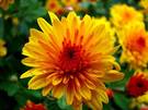 flor de crisantemo