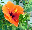 Flor de Jamaica