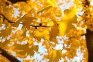 Ginkgo biloba