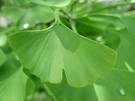 Ginkgo