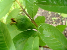 Guayaba