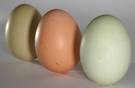 Huevos
