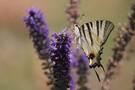 planta de lavanda