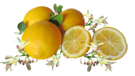 Limon