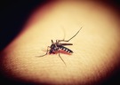 Picadura de mosquito