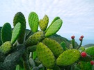 Nopales