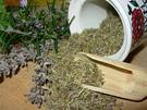 planta de oregano