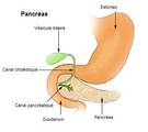 el pancreas