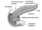 Anatomía del páncreas