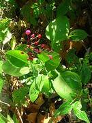 plantas-deporte
