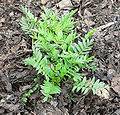 Valeriana para el tratamiento natural de los síntomas de la ans