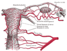 Endometriosis