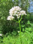 Planta de valeriana