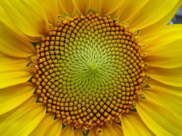 Semillas de girasol