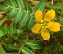 Tribulus