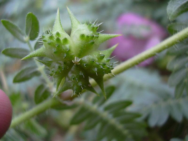 Tribulus terrestris