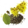 Hamamelis, Hojas. Eco