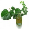 Extracto De Hiedra 100 Ml.