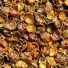 Escaramujo