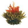 Flor De Lluvia