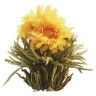 Flor De Té Blanco Solsticio